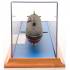 Макет подводной лодки ПЛАРК проект 949А "Антей" RV11873CG
